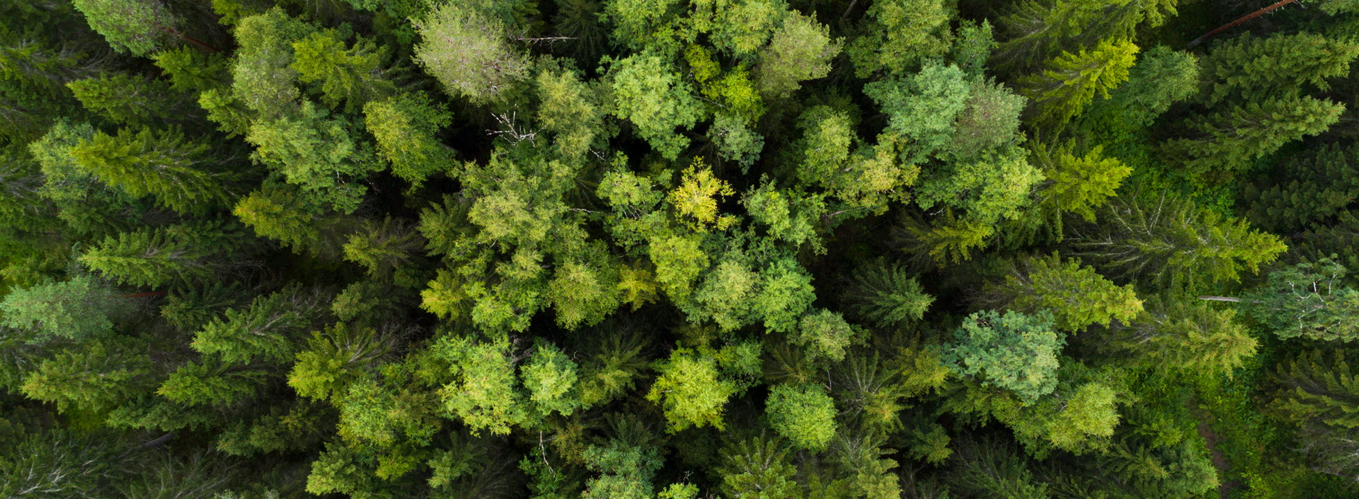 Flygbild över skog